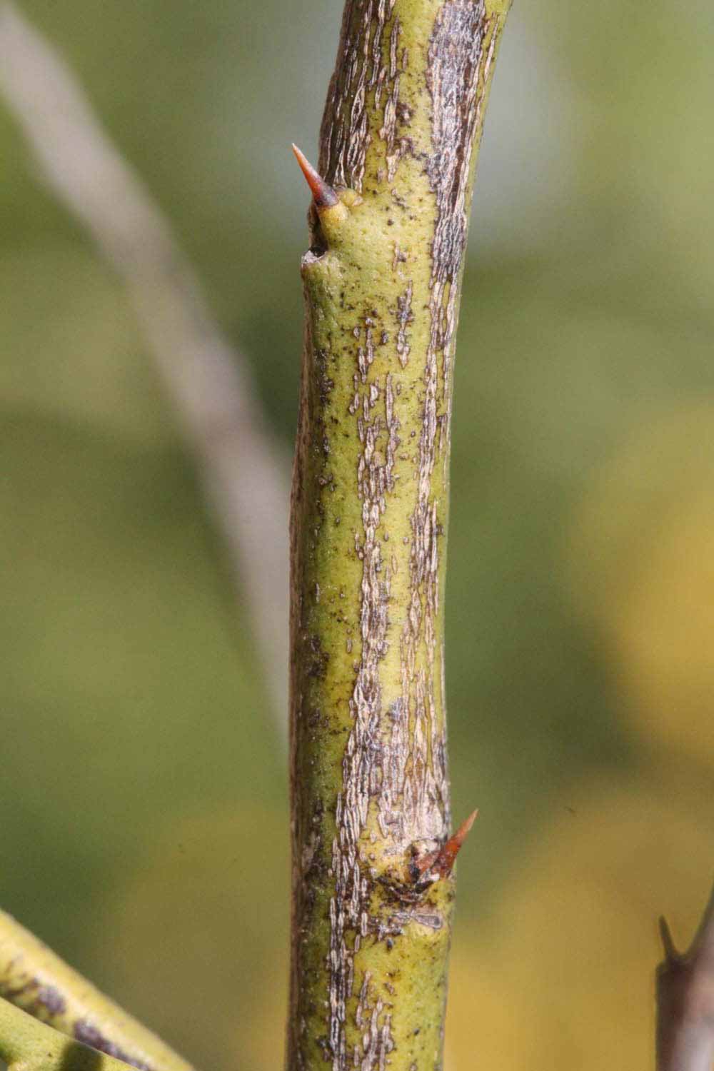              Second - third year twig (Riverside,   CA)       